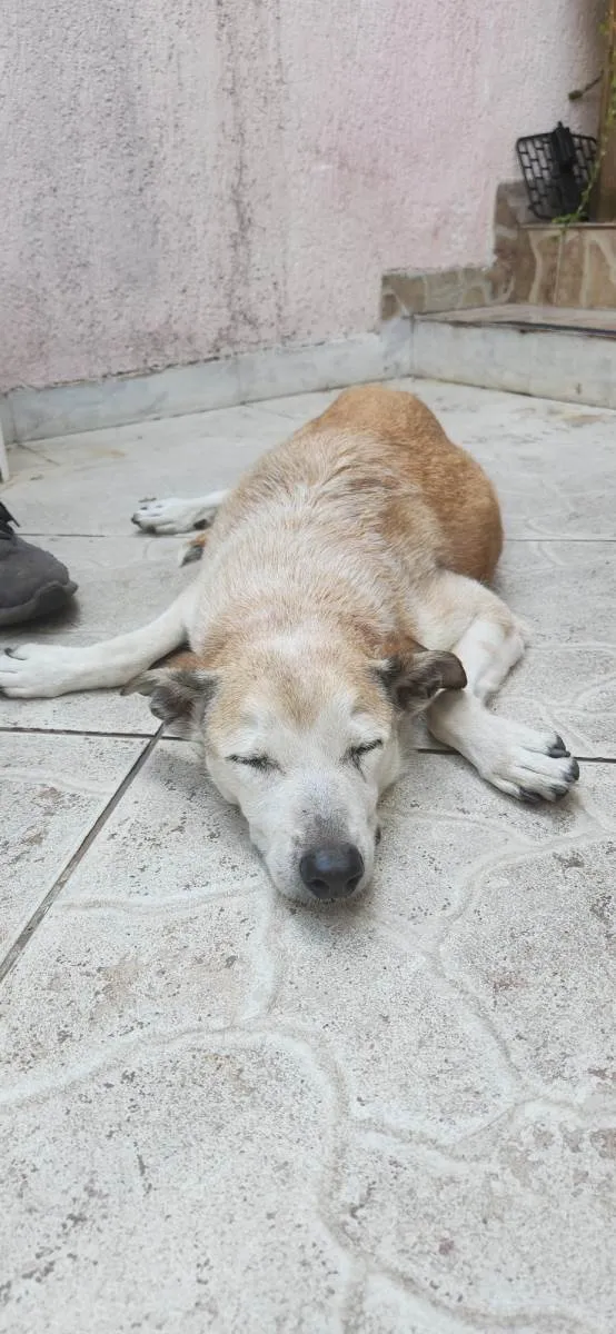 Cachorro ra a SRD-ViraLata idade 6 ou mais anos nome Fêmea 