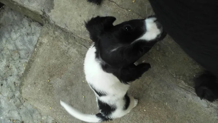 Cachorro raça SRD-ViraLata idade Abaixo de 2 meses nome Ainda não possuem nome