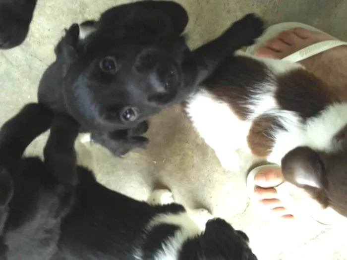 Cachorro raça SRD-ViraLata idade Abaixo de 2 meses nome Ainda não possuem nome