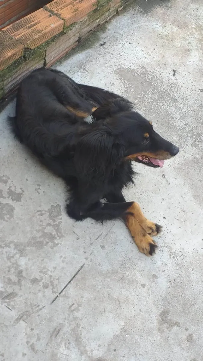 Cachorro raça SRD-ViraLata idade 3 anos nome Bob