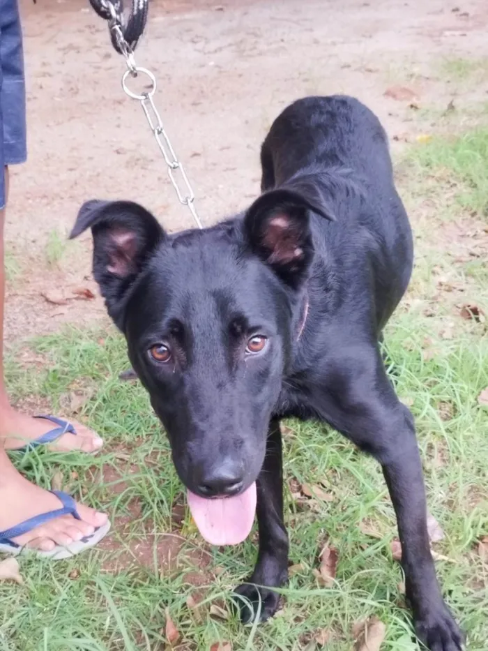Cachorro ra a DRD idade 1 ano nome Maya