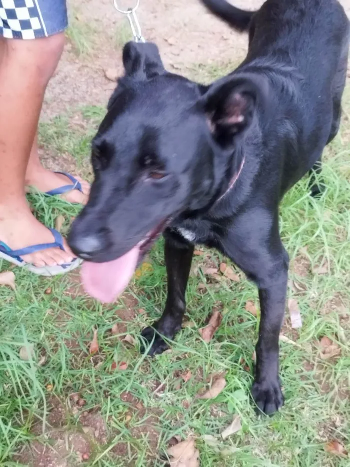 Cachorro ra a DRD idade 1 ano nome Maya