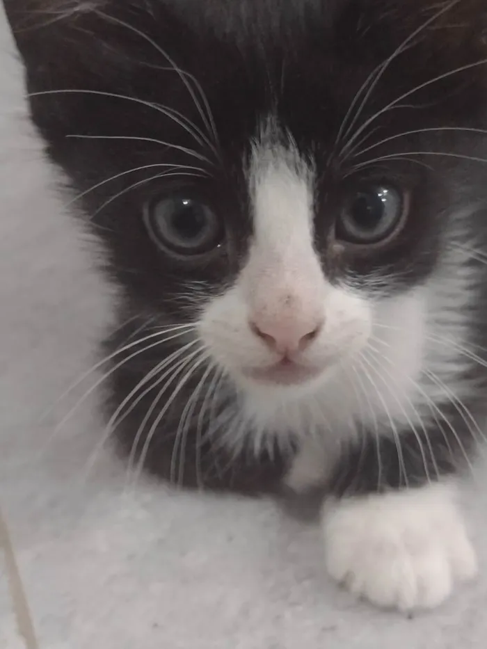 Gato ra a  idade 2 a 6 meses nome Sem nome 