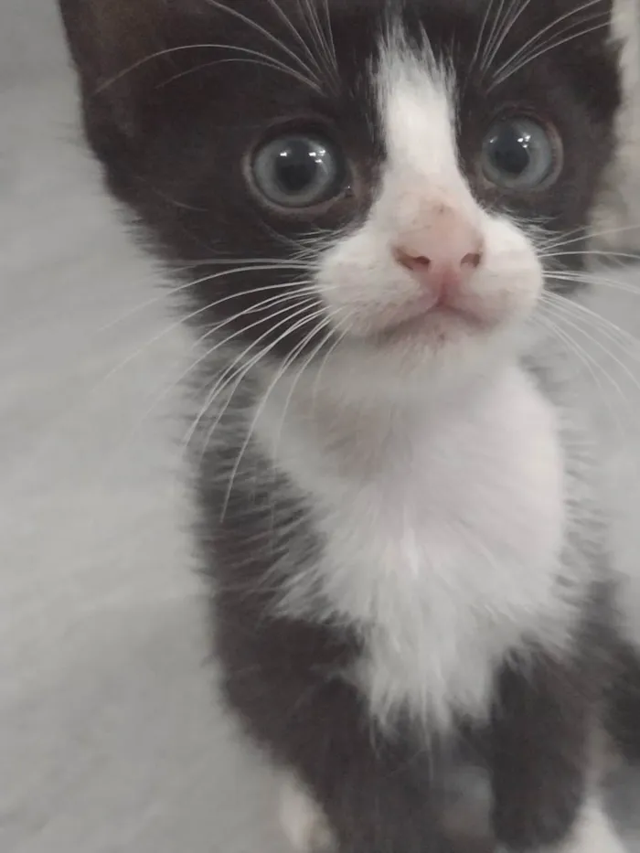 Gato ra a  idade 2 a 6 meses nome Sem nome 