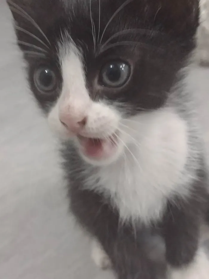 Gato ra a  idade 2 a 6 meses nome Sem nome 