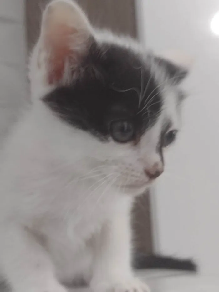 Gato ra a  idade 2 a 6 meses nome Sem nome 