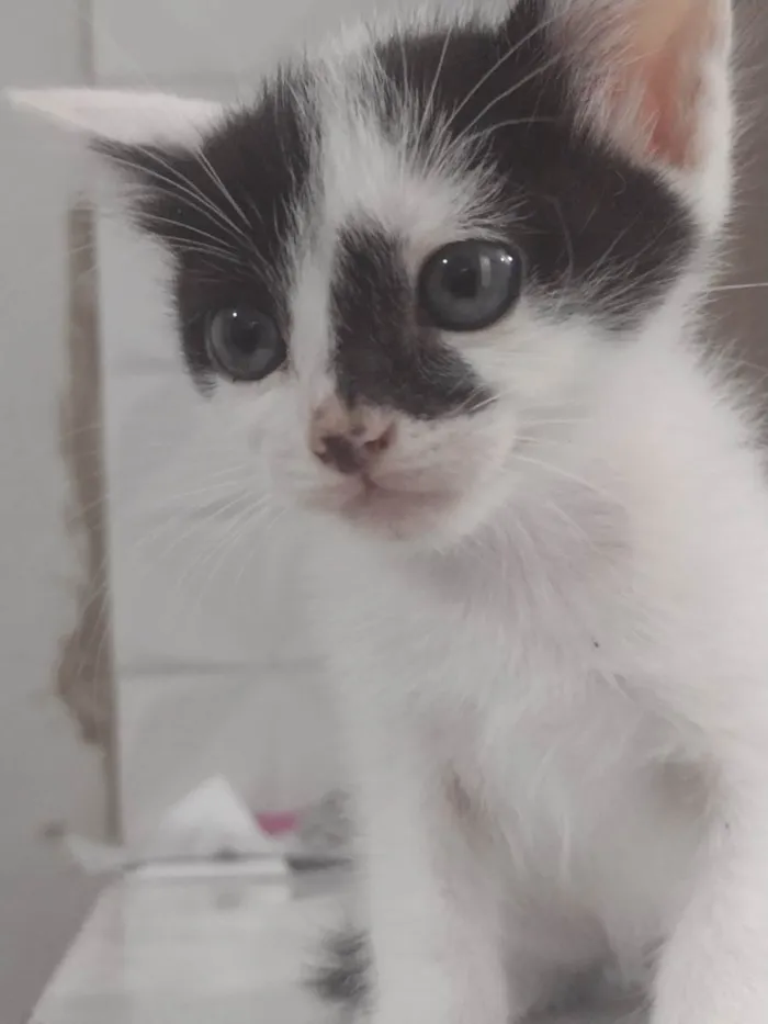 Gato ra a  idade 2 a 6 meses nome Sem nome 
