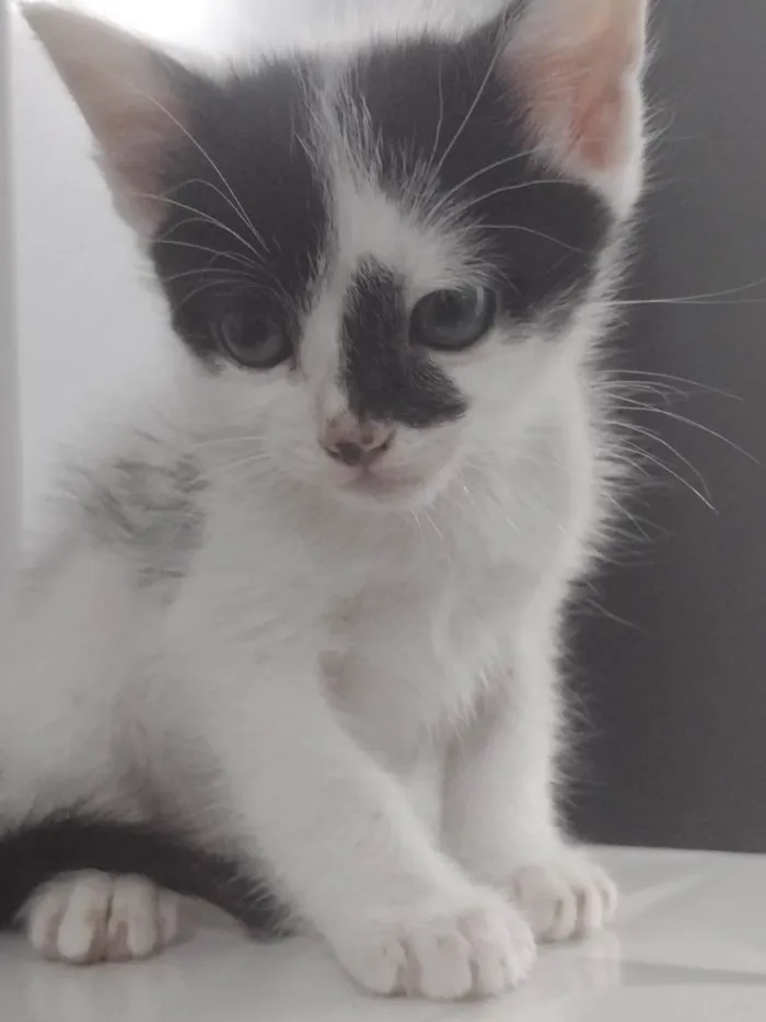 Gato ra a  idade 2 a 6 meses nome Sem nome 