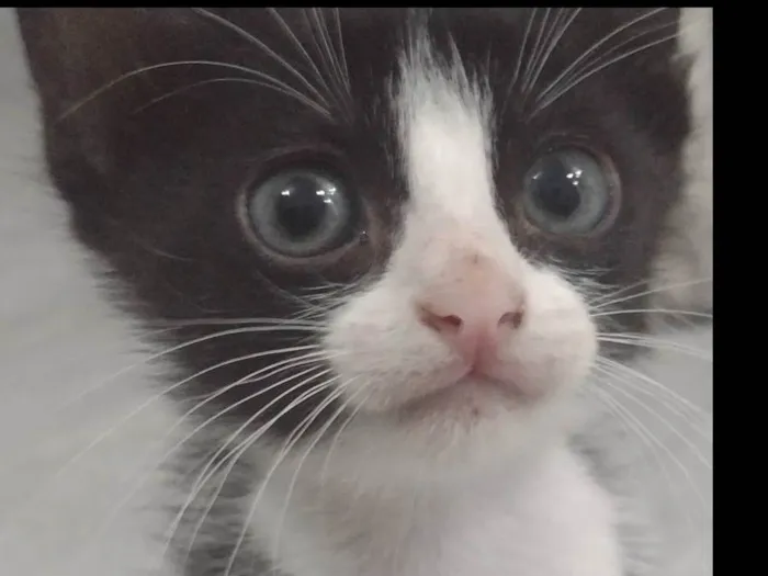 Gato ra a  idade 2 a 6 meses nome Sem nome 