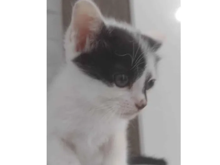 Gato ra a  idade 2 a 6 meses nome Sem nome 