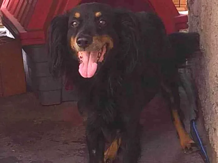 Cachorro raça SRD-ViraLata idade 3 anos nome Bob