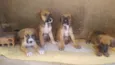 4 filhotes,2 fêmeas e 2 machos