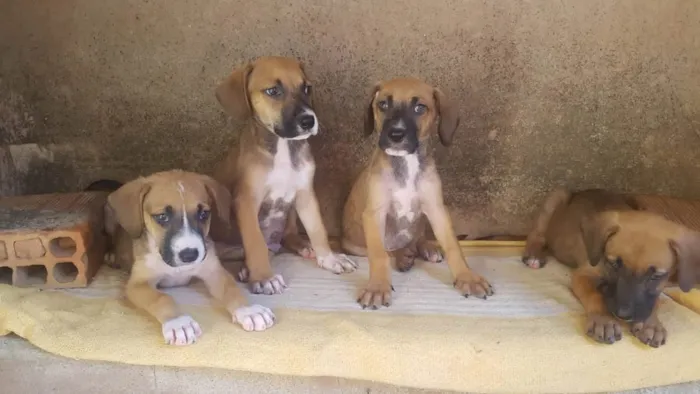 Cachorro raça SRD-ViraLata idade Abaixo de 2 meses nome 4 filhotes,2 fêmeas e 2 machos