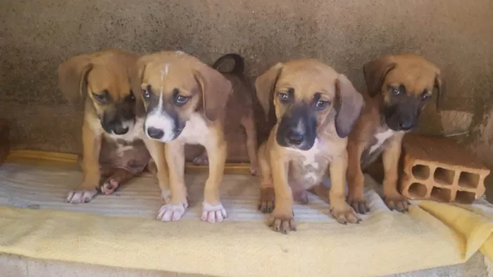 Cachorro raça SRD-ViraLata idade Abaixo de 2 meses nome 4 filhotes,2 fêmeas e 2 machos