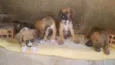 4 filhotes,2 fêmeas e 2 machos