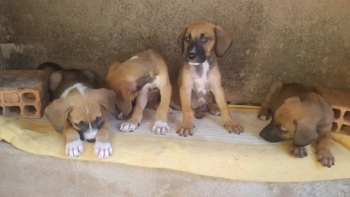 Cachorro raça SRD-ViraLata idade Abaixo de 2 meses nome 4 filhotes,2 fêmeas e 2 machos