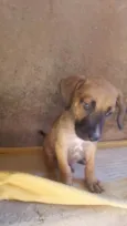 4 filhotes,2 fêmeas e 2 machos