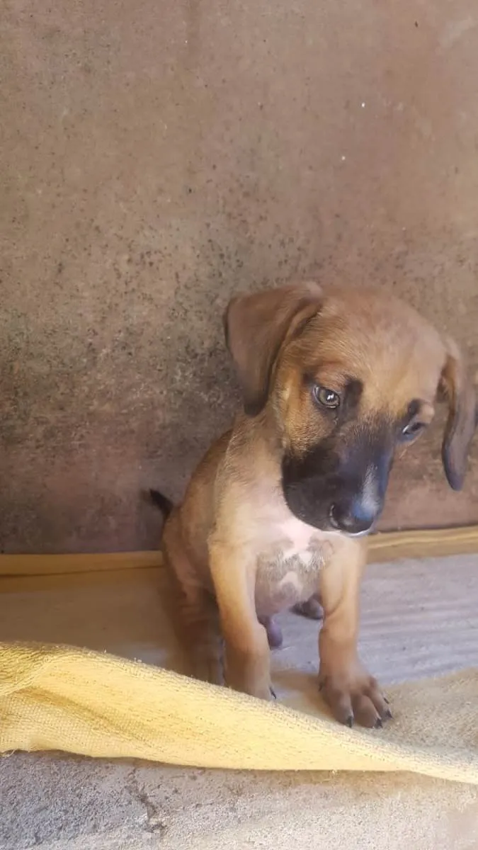 Cachorro raça SRD-ViraLata idade Abaixo de 2 meses nome 4 filhotes,2 fêmeas e 2 machos