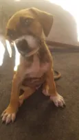 4 filhotes,2 fêmeas e 2 machos