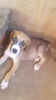 4 filhotes,2 fêmeas e 2 machos