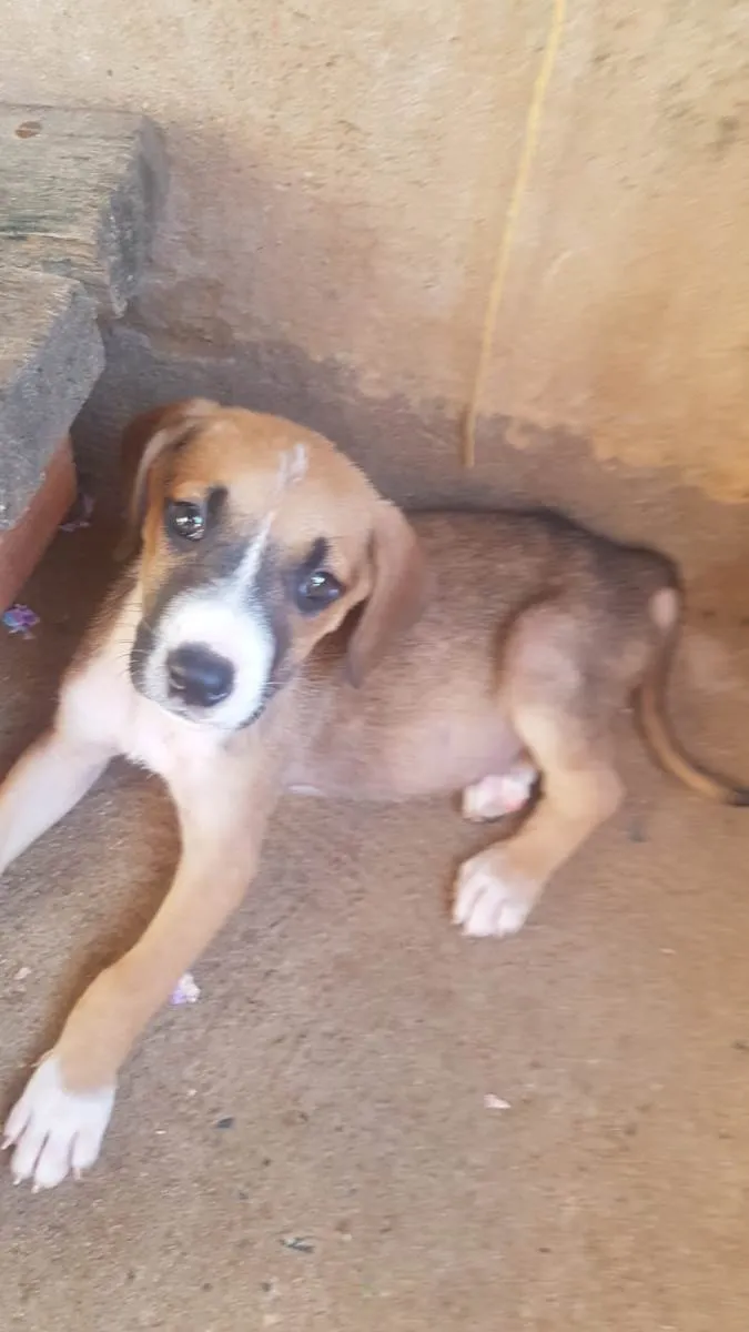Cachorro raça SRD-ViraLata idade Abaixo de 2 meses nome 4 filhotes,2 fêmeas e 2 machos
