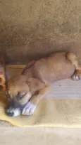 4 filhotes,2 fêmeas e 2 machos
