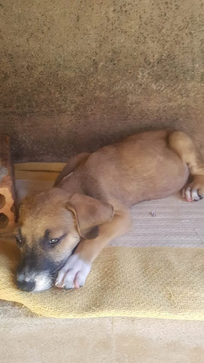 Cachorro raça SRD-ViraLata idade Abaixo de 2 meses nome 4 filhotes,2 fêmeas e 2 machos