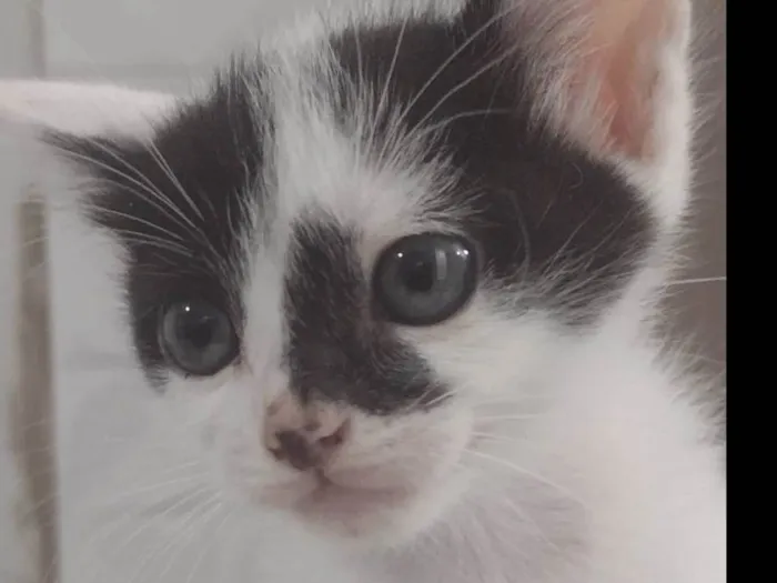 Gato ra a  idade 2 a 6 meses nome Sem nome 
