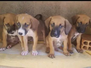 Cachorro raça SRD-ViraLata idade Abaixo de 2 meses nome 4 filhotes,2 fêmeas e 2 machos