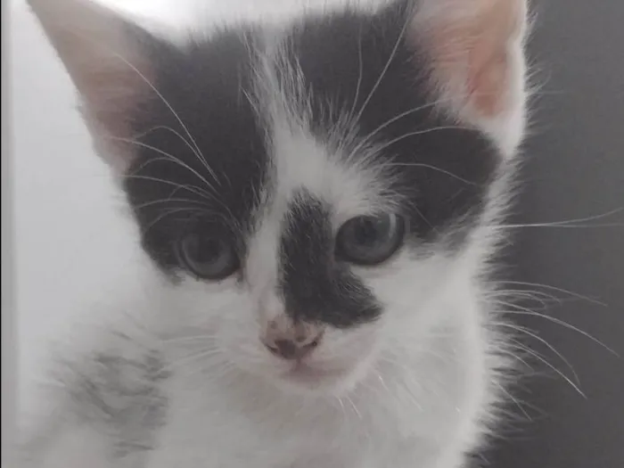 Gato ra a  idade 2 a 6 meses nome Sem nome 