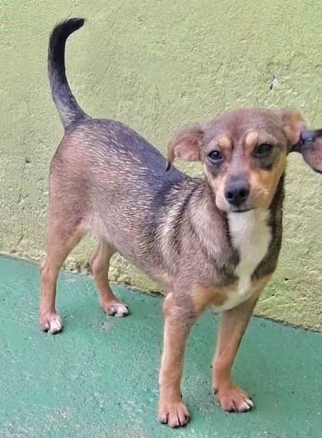 Cachorro raça  idade 7 a 11 meses nome Belinha Filhote