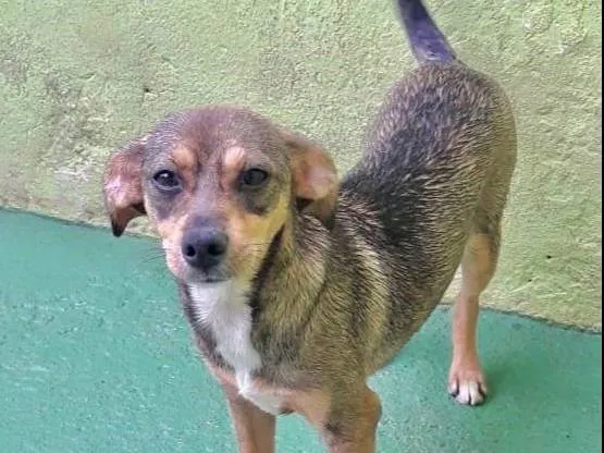 Cachorro raça  idade 7 a 11 meses nome Belinha Filhote