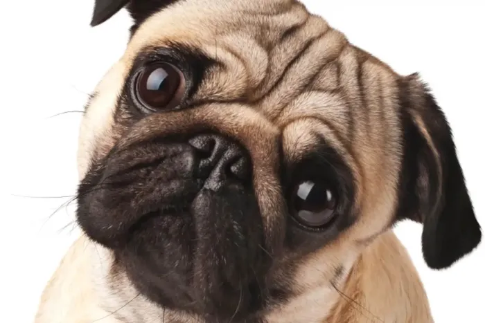 Cachorro raça pug idade 2 a 6 meses nome pug