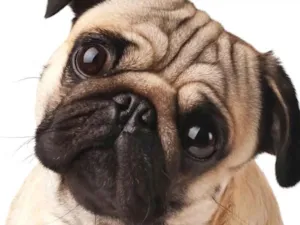 Cachorro raça pug idade 2 a 6 meses nome pug