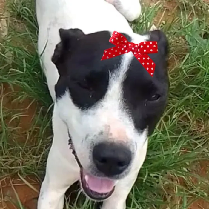 Cachorro ra a Mestica  idade 1 ano nome Maya 