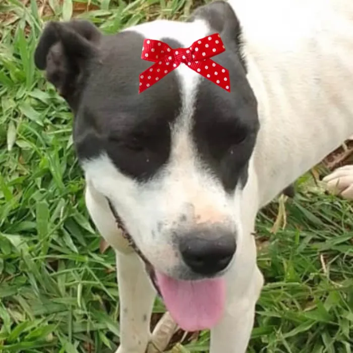Cachorro ra a Mestica  idade 1 ano nome Maya 