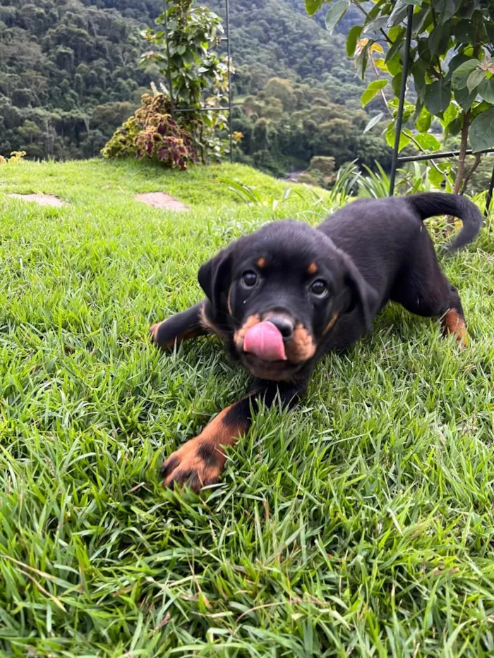 Cachorro ra a Rottweiler idade 2 a 6 meses nome Ainda não tem nomes