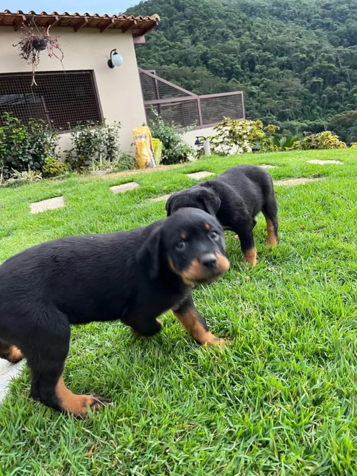 Cachorro ra a Rottweiler idade 2 a 6 meses nome Ainda não tem nomes