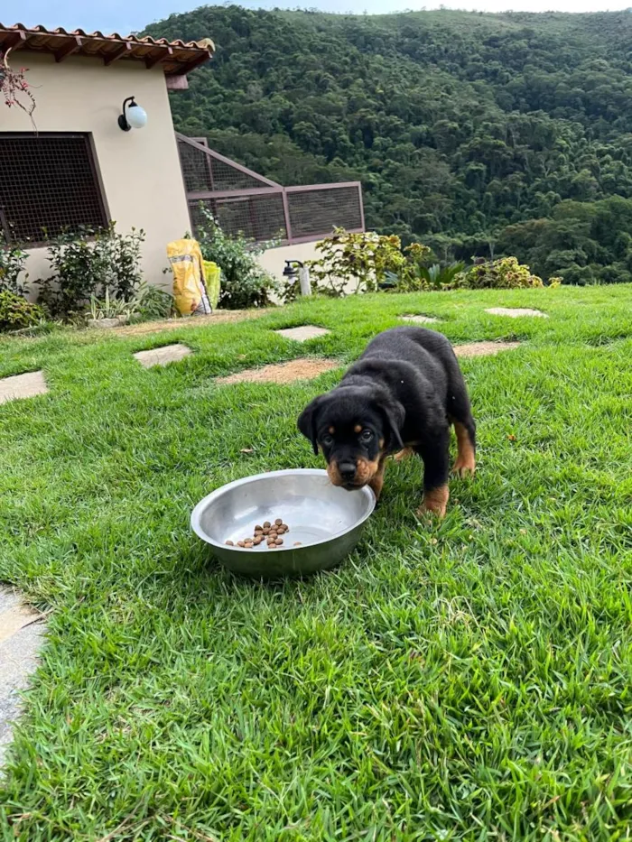 Cachorro ra a Rottweiler idade 2 a 6 meses nome Ainda não tem nomes