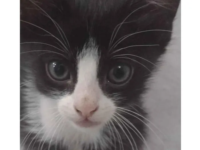 Gato ra a  idade 2 a 6 meses nome Sem nome 