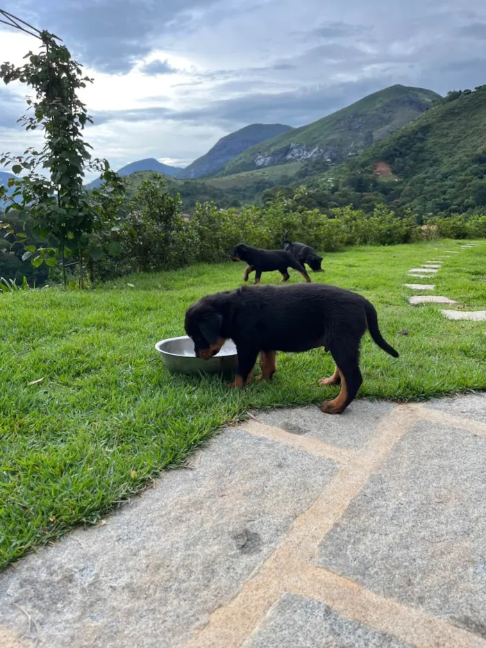 Cachorro ra a Rottweiler idade 2 a 6 meses nome Ainda não tem nomes