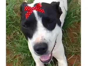 Cachorro raça Mestica  idade 1 ano nome Maya 