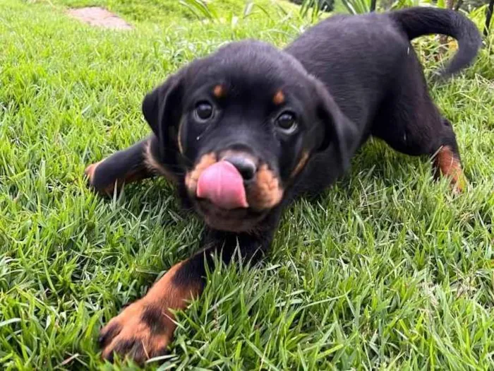 Cachorro ra a Rottweiler idade 2 a 6 meses nome Ainda não tem nomes