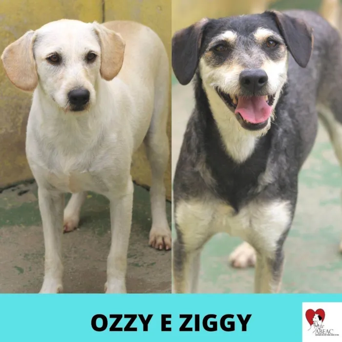 Cachorro ra a  idade 6 ou mais anos nome Ozzy e Ziggy