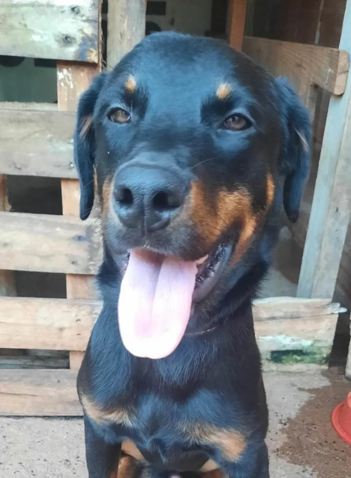 Cachorro ra a Rottweiler idade 2 anos nome Apolo e savana 