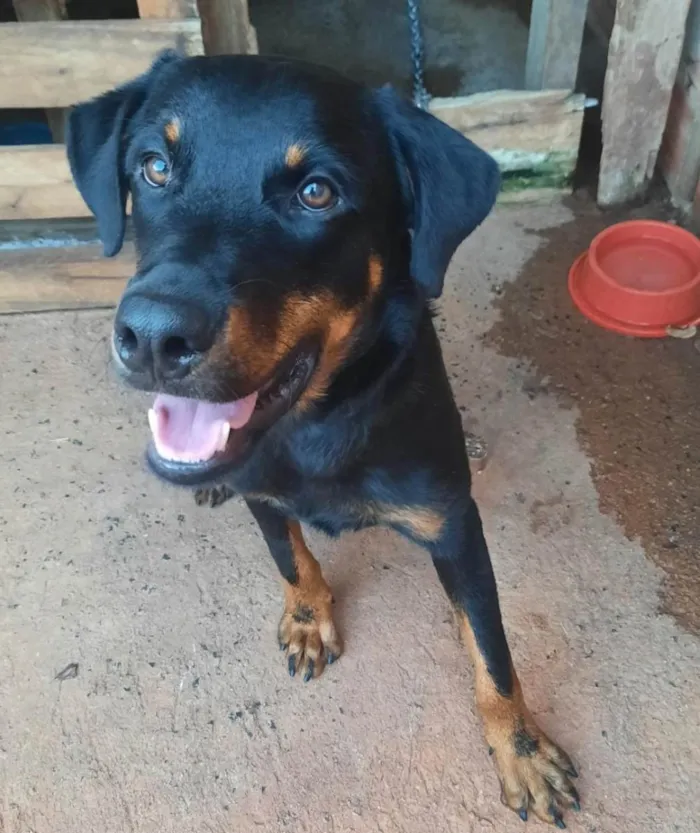 Cachorro ra a Rottweiler idade 2 anos nome Apolo e savana 