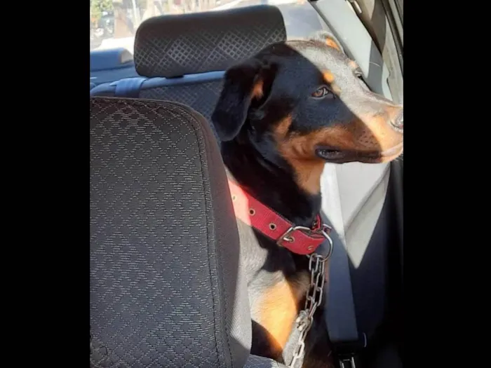 Cachorro ra a Rottweiler idade 2 anos nome Apolo e savana 