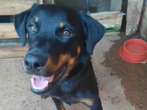 Cachorro raça Rottweiler idade 2 anos nome Apolo e savana 