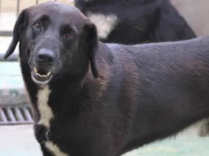 Cachorro raça  idade 6 ou mais anos nome Otto