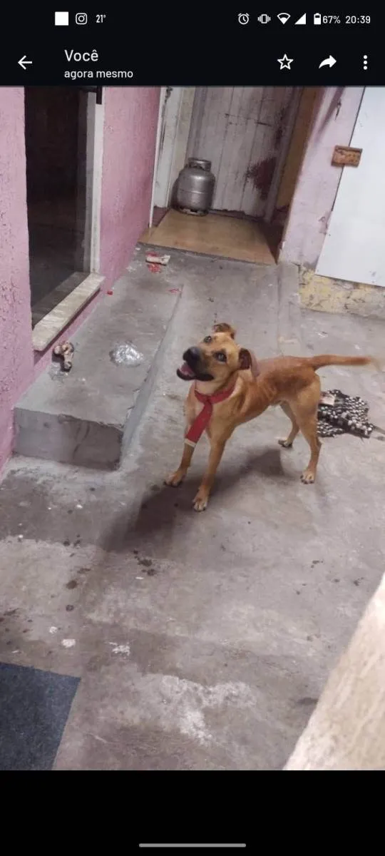 Cachorro raça SRD idade 1 ano nome Caramelo 